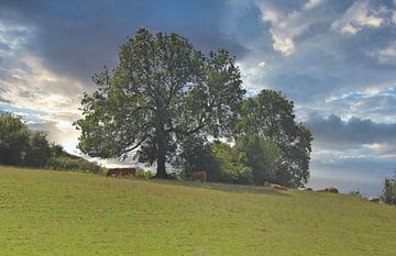 Bomen in het landschap.