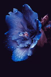 Pluk de dag, Carpe Diem van Babette van den Berg