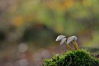 Pilz