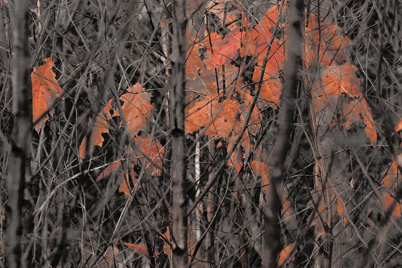 Autumn by Mario Creanza