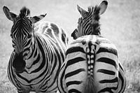 Tiere