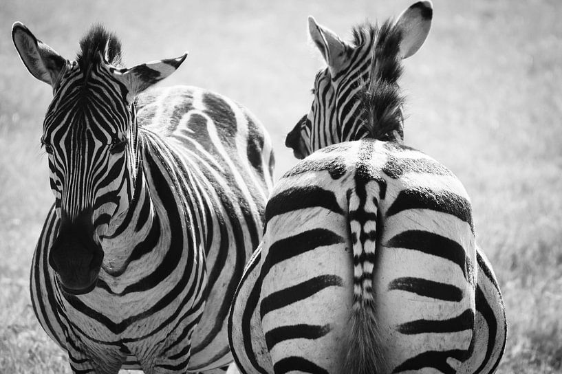 Tiere von Daphne Jonkers