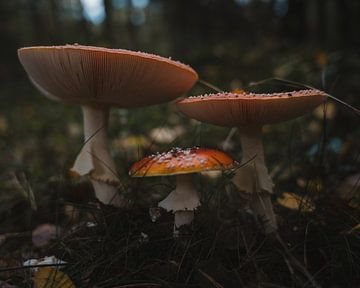 Trio paddenstoelen