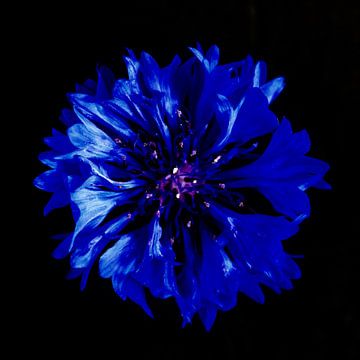 Fleur de bleuet sur Thomas Jäger