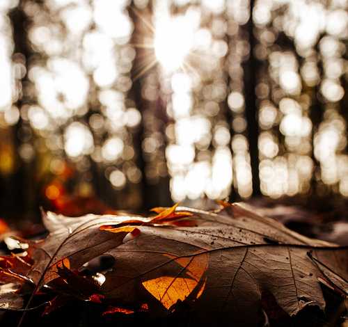 Bokeh feestje in het bos