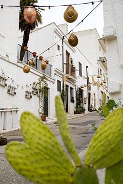 Cactussen in het Italiaanse straatbeeld Alberobello Puglia Italy van Anouk Raaphorst
