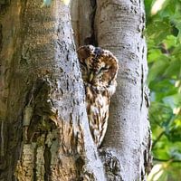 Owl snapping