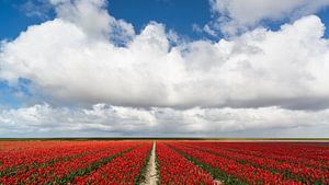 Champs de tulipes avec nuages hollandais
