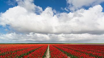 Champs de tulipes avec nuages hollandais sur Hillebrand Breuker