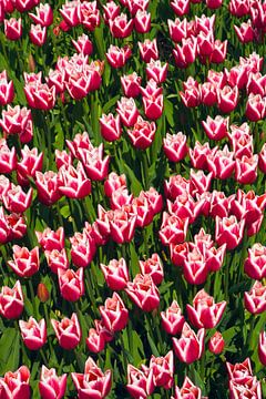 Tulpensaison in den Niederlanden