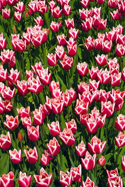 Tulpensaison in den Niederlanden von Henk Meijer Photography