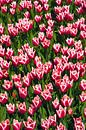 Tulpensaison in den Niederlanden von Henk Meijer Photography Miniaturansicht