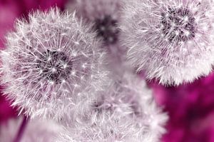 Pusteblumen 
