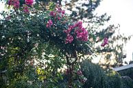 Rosa Rosen im Blumengarten von John Ozguc Miniaturansicht