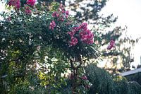 Pink roses in flower garden