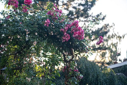Roze rozen in bloementuin