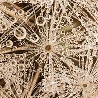 Square with a structure from nature