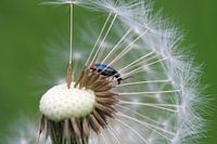 Red-spot weevil on a dandelion