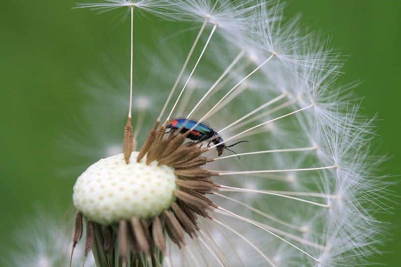 Roodvlekweekkever op een paardenbloem van Juriaan Wossink