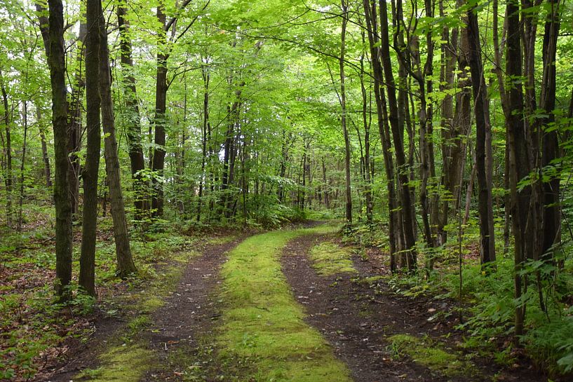 A path in a deciduous forest by Claude Laprise