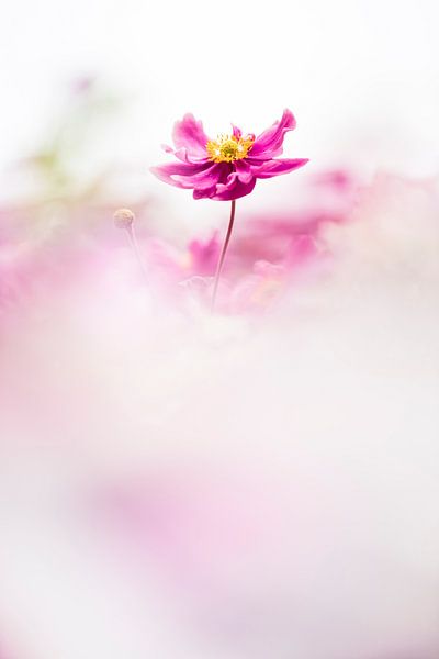 Cela me rend heureuse par Bob Daalder