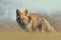 Red Fox portrait! van Robert Kok thumbnail