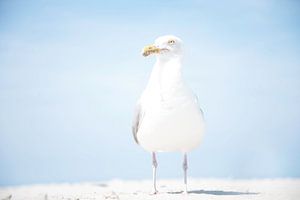 Gull on the beach by R Alleman