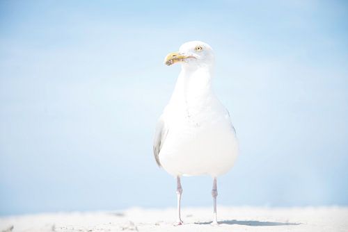 Gull on the beach