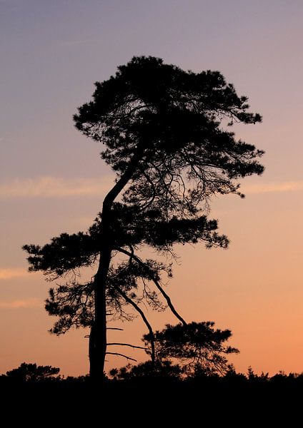 Grove den in avondlicht van Dick Vermeij