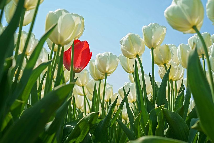 Blumenzwiebelfeld mit weißen Tulpen und nur einer roten dazwischen. von Gert van Santen