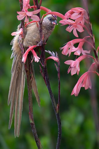 Souriceau ronflant à Kirstenbosch