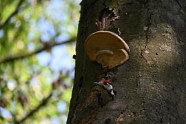 Young woodpecker leaves the nest by BtBclicks