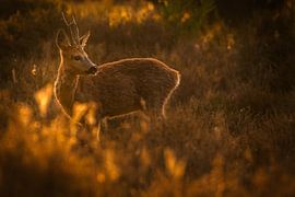 Reebok in tegenlicht op de hei van Andy Luberti