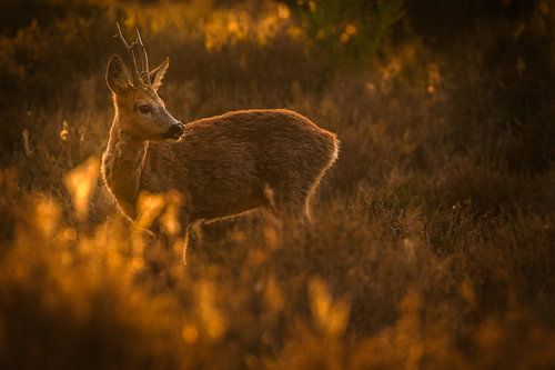 Reebok en contre-jour sur les landes