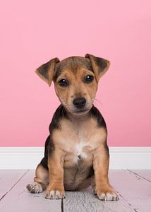 Jack Russell-Welpe