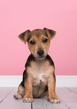 Le chiot Jack Russell sur Elles Rijsdijk