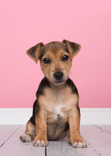 Jack Russell puppy van Elles Rijsdijk