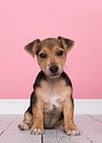 Jack Russell puppy van Elles Rijsdijk thumbnail