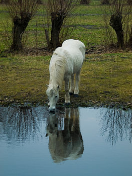 Pony
