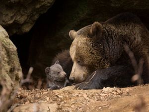 Famille d'ours bruns