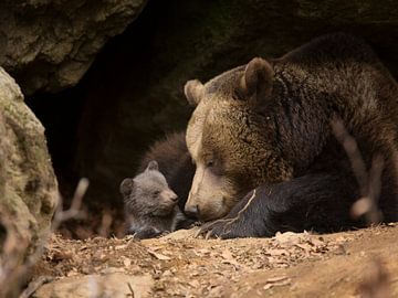 Brown bear family by Dieter Meyrl