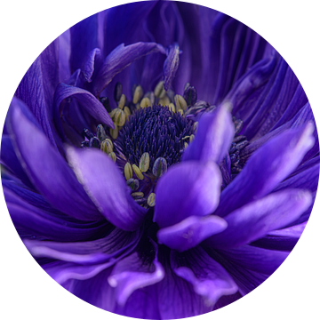 Vierkantje met het hart van een paarse anemoon van Marjolijn van den Berg