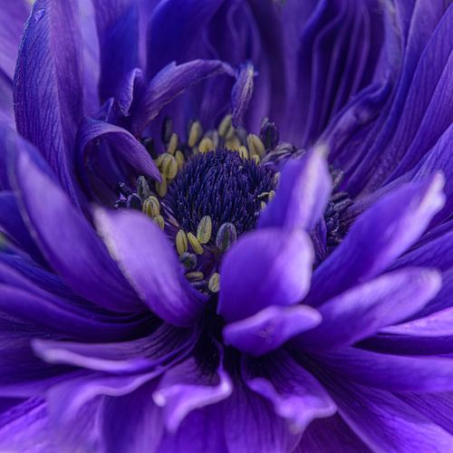 Vierkantje met het hart van een paarse anemoon