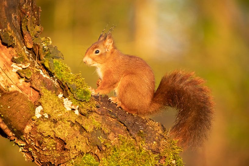 Ecureuil sur un tronc d'arbre par Gert Hilbink