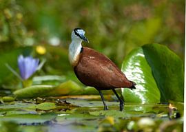 African Jacana among the water lilies on a lake in Uganda by AGAMI Photo Agency