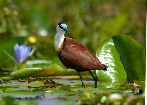Nénuphar africain parmi les nénuphars d'un lac en Ouganda