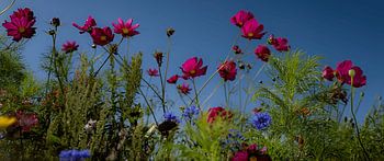 Zomer