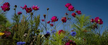 Zomer van Frank Lavooij