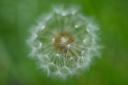 Paardenbloempluisbal op groen 1014