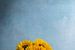 Stilleben mit Sonnenblumen von John van de Gazelle